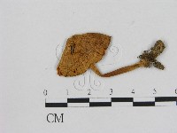 藏品(小菇屬)的圖片