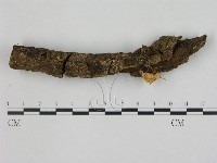 藏品(小菇屬)的圖片