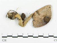 藏品(傘菌屬)的圖片