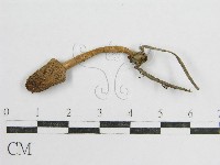 藏品(鬼傘屬)的圖片