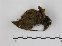 藏品(小菇屬)的圖片