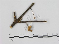 藏品(小皮傘屬)的圖片