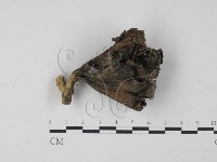 藏品(棕色革菌)的圖片