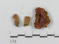 藏品(紅菇屬)的圖片