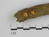 藏品(小皮傘屬)的圖片