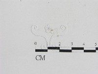 藏品(小菇屬)的圖片