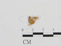 藏品(濕傘屬)的圖片