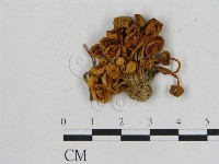 藏品(小菇屬)的圖片