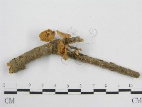 藏品(微皮傘屬)的圖片