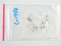 藏品(鬼傘屬)的圖片