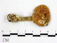 藏品(鵝膏屬)的圖片