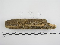 藏品()的圖片