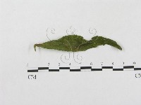 藏品(柄銹菌屬)的圖片