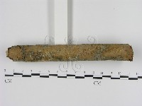 藏品(刺革菌屬)的圖片