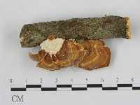 藏品(相鄰小孔菌)的圖片