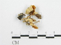 藏品(微皮傘屬)的圖片