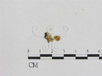 藏品(小菇屬)的圖片