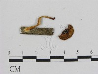 藏品(小菇屬)的圖片