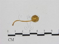 藏品(小菇屬)的圖片