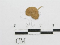 藏品(微皮傘屬)的圖片