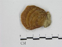 藏品(相鄰小孔菌)的圖片