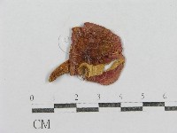 藏品(紅菇屬)的圖片