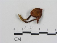 藏品(乳菇屬)的圖片