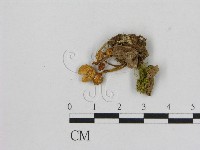 藏品(小菇屬)的圖片