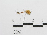 藏品(微皮傘屬)的圖片