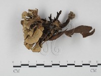 藏品(棕色革菌)的圖片