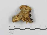 藏品(紅菇屬)的圖片