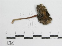 藏品(鬼傘屬)的圖片