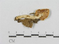 藏品(紅菇屬)的圖片