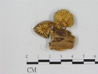 藏品(小菇屬)的圖片