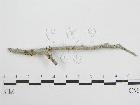 藏品(微皮傘屬)的圖片