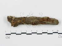 藏品(黑蛋巢菌屬)的圖片