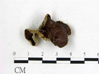 藏品(毛木耳)的圖片