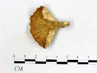 藏品(優雅波邊革菌)的圖片