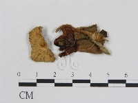 藏品(乳菇屬)的圖片