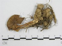 藏品(粉褶菌屬)的圖片