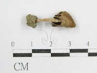 藏品(鬼傘屬)的圖片