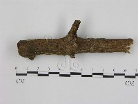 藏品(小菇屬)的圖片