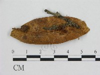 藏品(小皮傘屬)的圖片