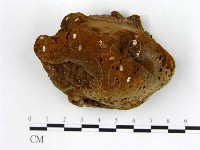 藏品(木層孔菌屬)的圖片