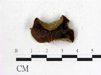 藏品(毛木耳)的圖片