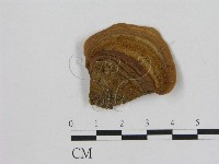 藏品(相鄰小孔菌)的圖片