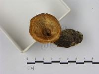 藏品(相鄰小孔菌)的圖片