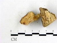 藏品(優雅波邊革菌)的圖片