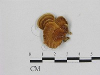 藏品(相鄰小孔菌)的圖片