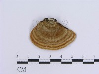 藏品(蠔韌革菌)的圖片